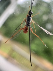 Dolichomitus irritator