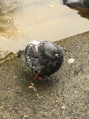 Columba livia