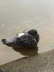 Columba livia
