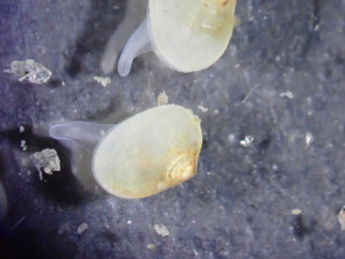 Kurtiella bidentata, 2024-07-04
