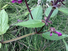 Stachys chamissonis cooleyae