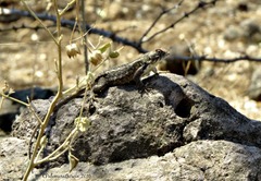 Sceloporus horridus