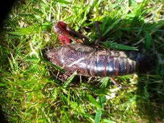 Procambarus clarkii