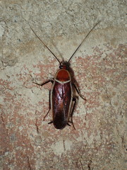 Pseudomops septentrionalis