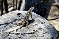 Sceloporus horridus