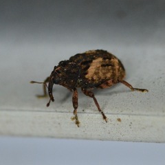 Cryptorhynchus fuscatus