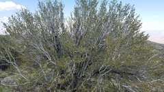 Cercocarpus ledifolius intermontanus