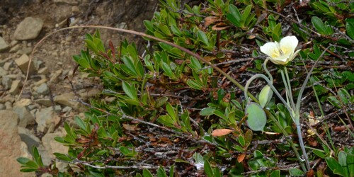 Image of Calochortus subalpinus by (c) Gabriel Campbell-Martinez, some rights reserved (CC BY)