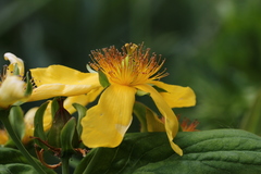 Hypericum ascyron gebleri