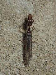 Leptomantispa pulchella