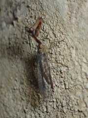 Leptomantispa pulchella