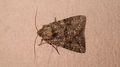 Anarta pugnax