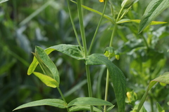 Hypericum ascyron gebleri
