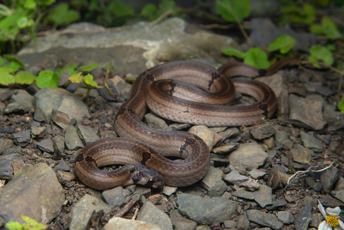 Photo of a Ornate Kukri Snake (Oligodon ornatus)