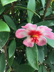 Clusia orthoneura, photograph author not stated, no rights reserved