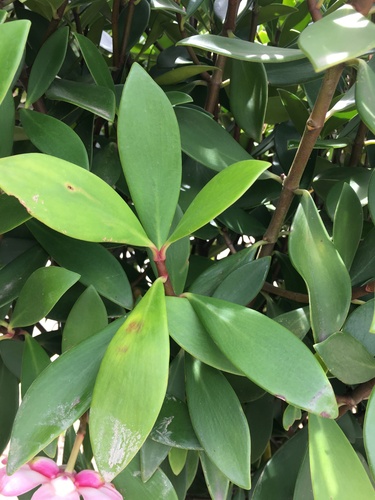 Clusia orthoneura, photograph 2