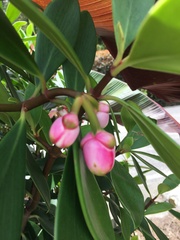 Clusia orthoneura, photograph author not stated, no rights reserved