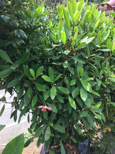 Clusia orthoneura, photograph 4