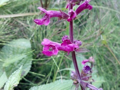 Stachys chamissonis cooleyae