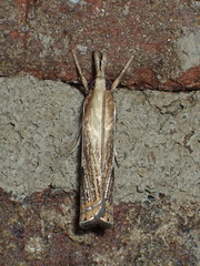 Crambus saltuellus