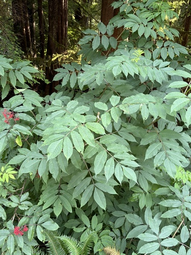 Sambucus racemosa iNat (1)
