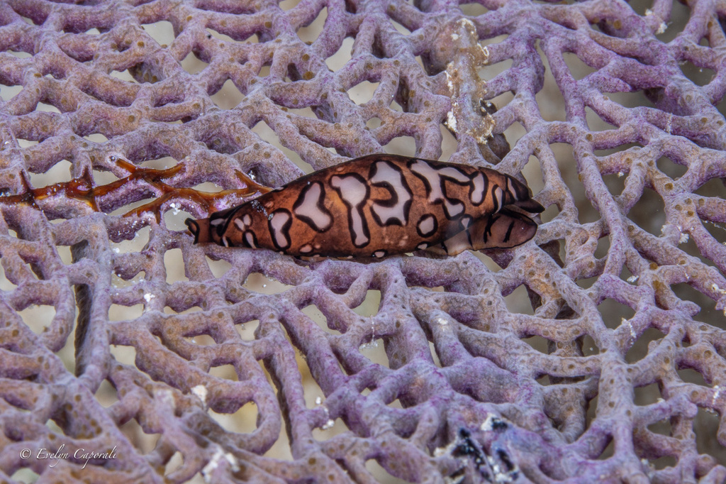 Black Morph Cyphoma from Roatán, HN-IB, HN on July 15, 2024 at 06:59 PM ...