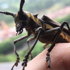Batocera lineolata