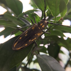 Batocera lineolata