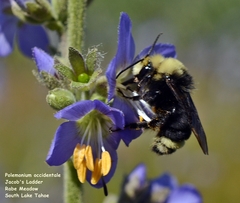 Polemonium occidentale