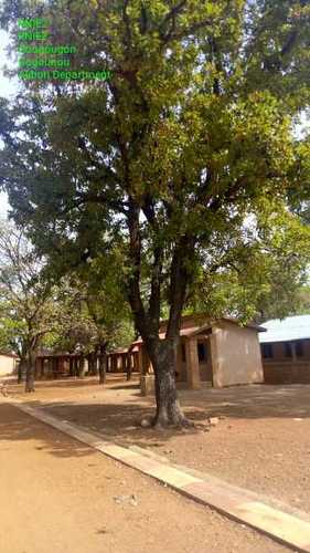 Shea Tree