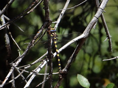 Cordulegaster dorsalis