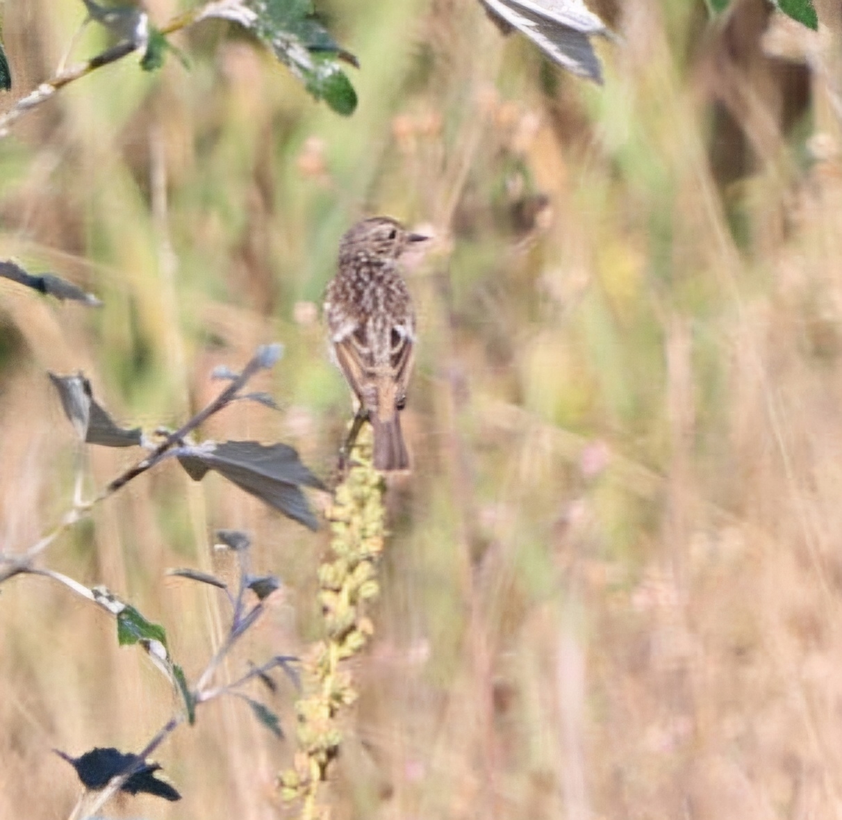 European Stonechat