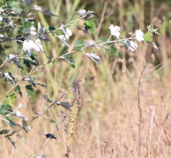 European Stonechat