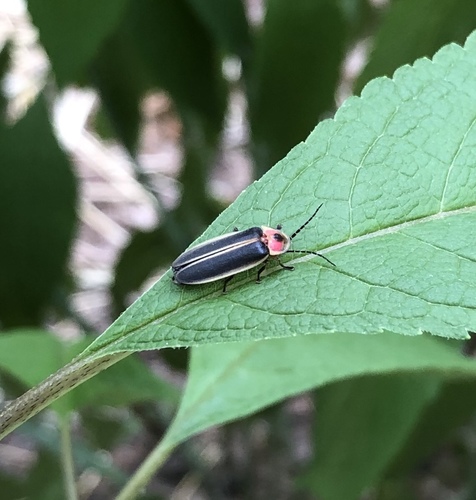 Common eastern firefly
