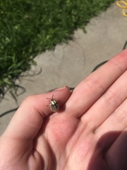 Physonota unipunctata