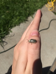 Physonota unipunctata