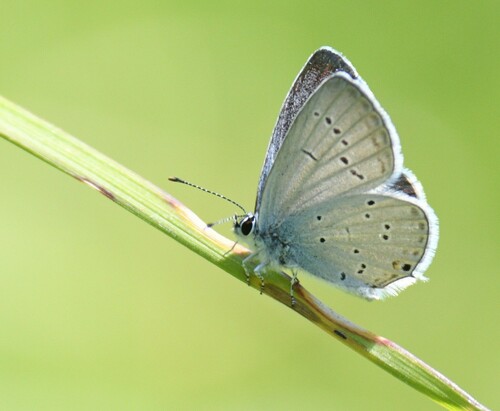 Eastern Short-tailed Blue