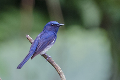 Cyornis hainanus