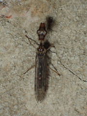 Leptomantispa pulchella