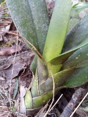 Aeranthes ramosa