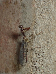 Leptomantispa pulchella