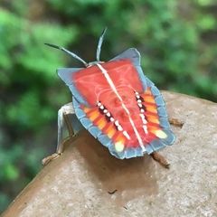 Tessaratoma papillosa