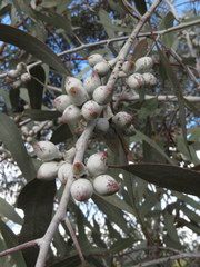 Eucalyptus campaspe