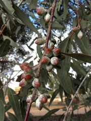 Eucalyptus campaspe