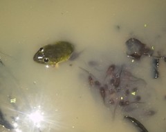 Hoplobatrachus occipitalis