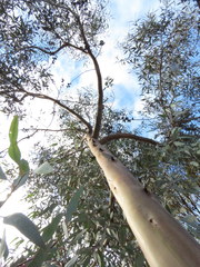 Eucalyptus campaspe