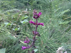 Stachys chamissonis cooleyae