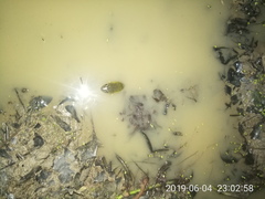 Hoplobatrachus occipitalis