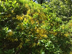 Forsythia suspensa