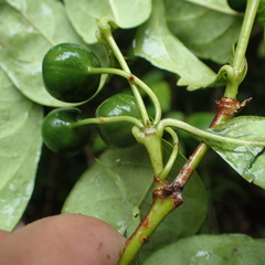 Rytigynia sambavensis